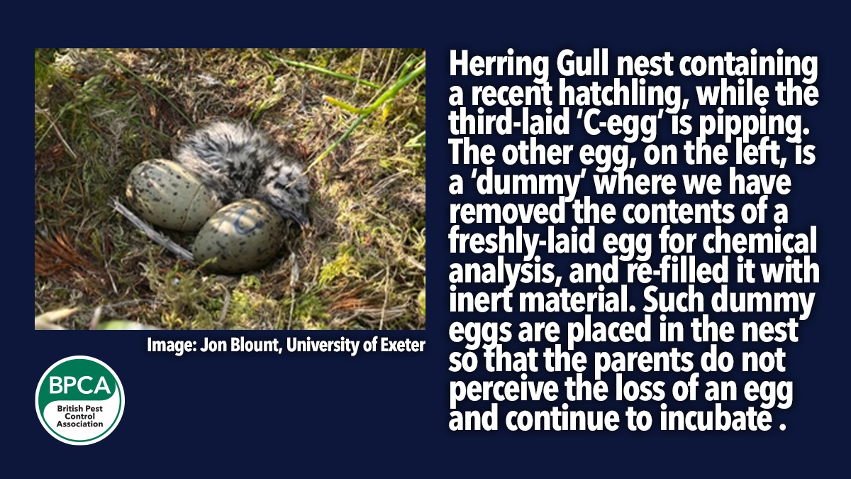 calls-for-participants-in-herring-gull-study-egg-pic